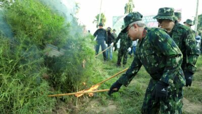 Kepala BNN RI Pimpin Pemusnahan Lahan Ganja di Aceh Utara