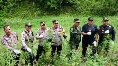 BNN RI Musnahkan 7 Ton Ganja Siap Panen